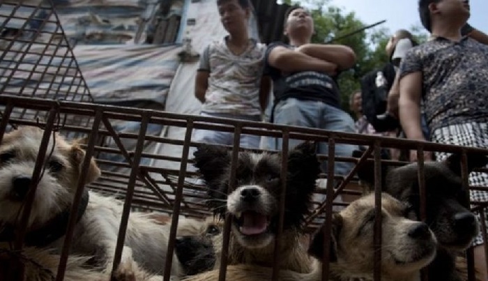 Yulin Festival Canines Strutted in wooden boxes