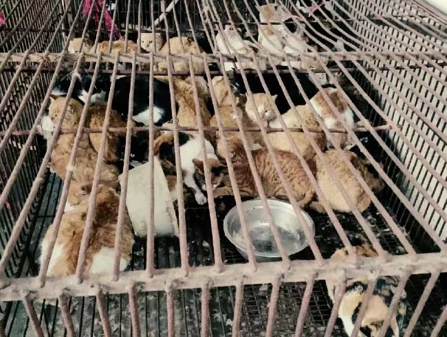 Animal Rights in China